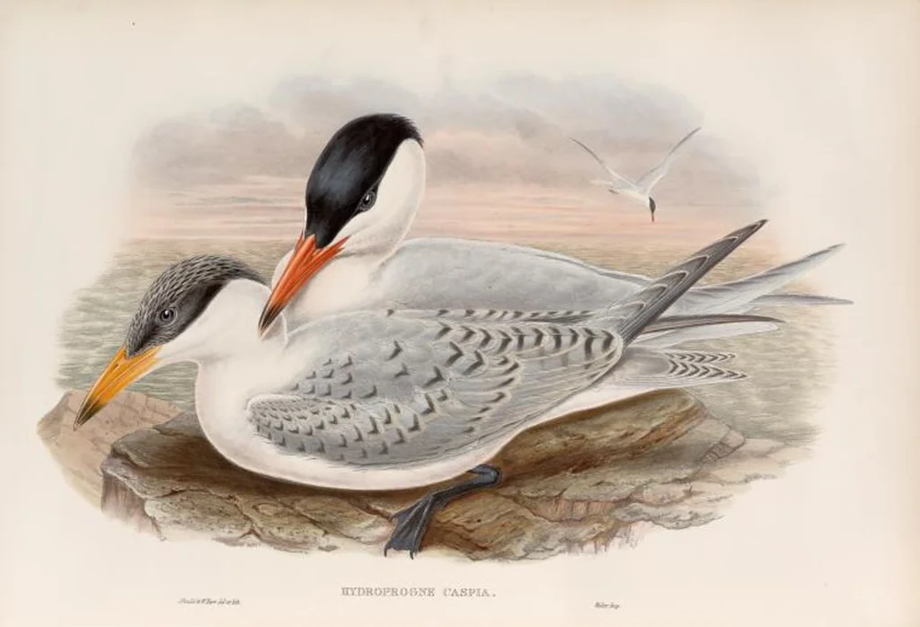 An illustration from The birds of Great Britain, 1862, leaf 364