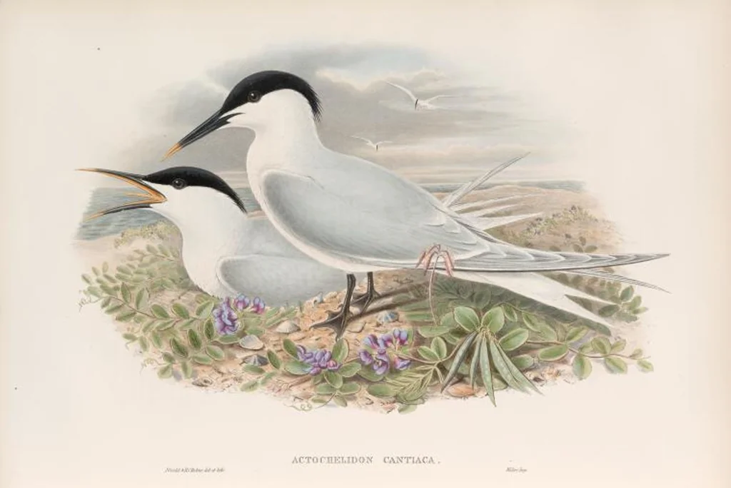An illustration from The birds of Great Britain, 1862, leaf 365