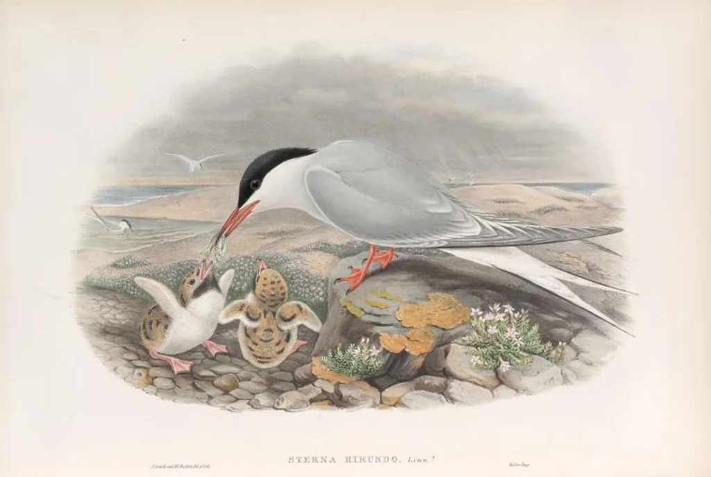 An illustration from The birds of Great Britain, 1862, leaf 366