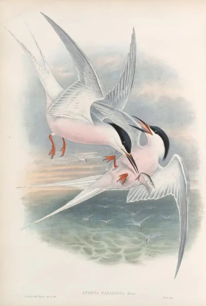 An illustration from The birds of Great Britain, 1862, leaf 367
