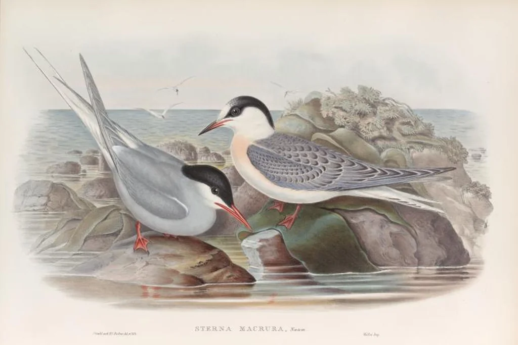 An illustration from The birds of Great Britain, 1862, leaf 368