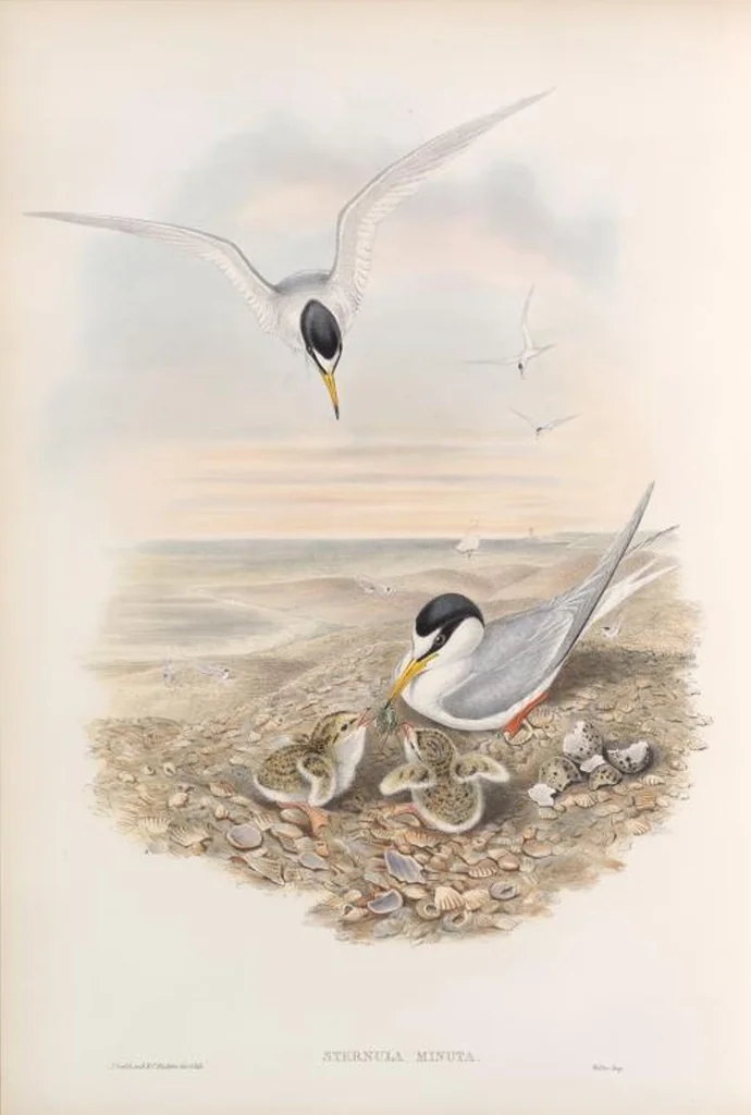 An illustration from The birds of Great Britain, 1862, leaf 369