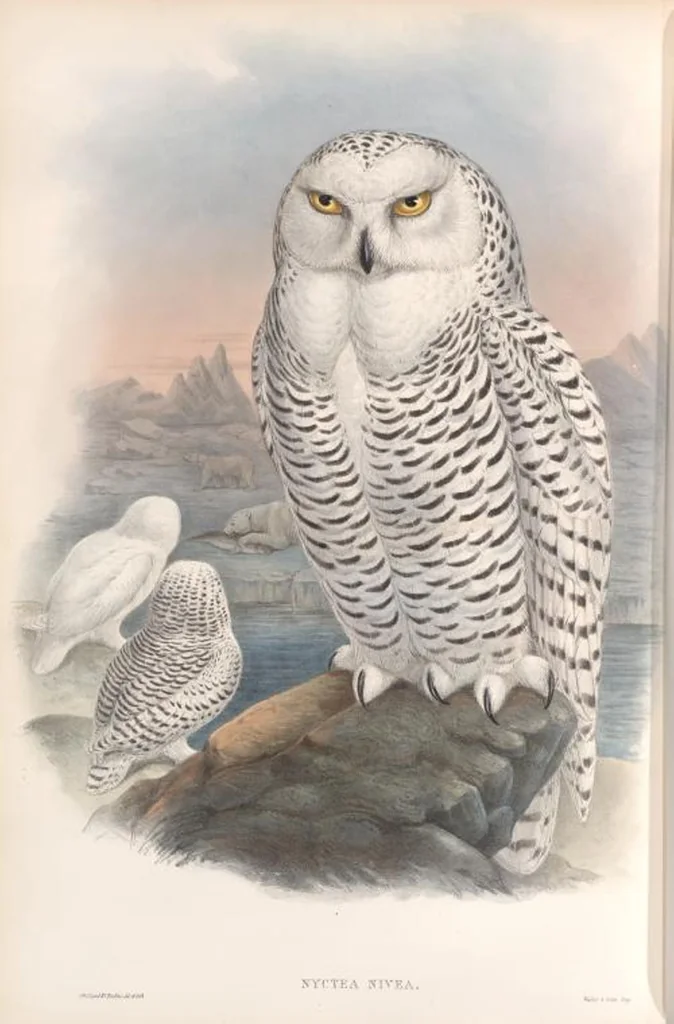 An illustration from The birds of Great Britain, 1862, leaf 37