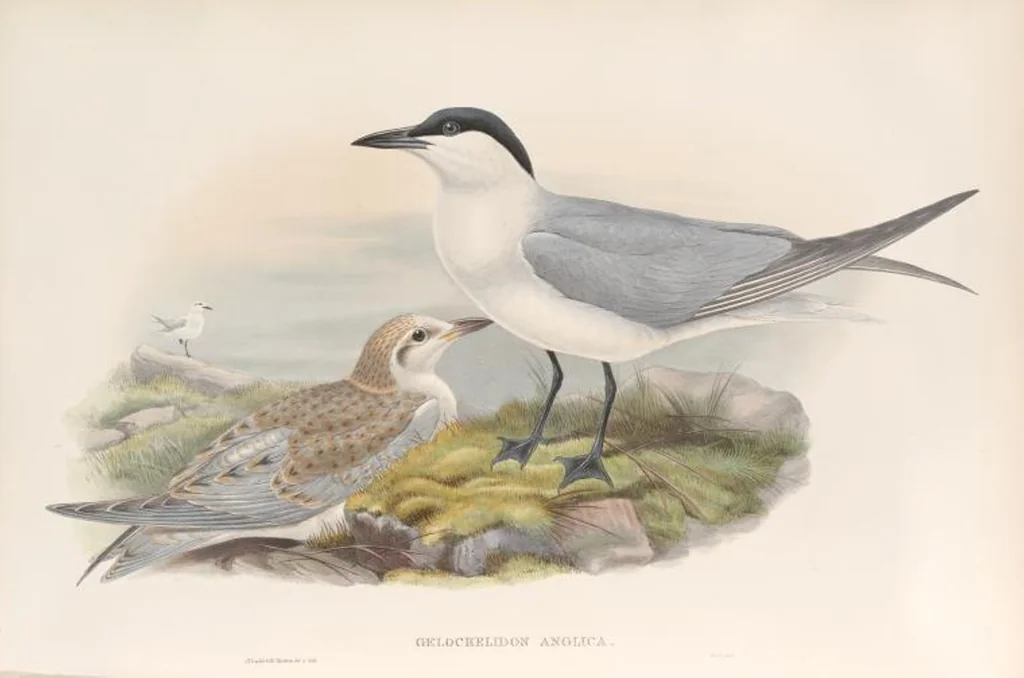 An illustration from The birds of Great Britain, 1862, leaf 370
