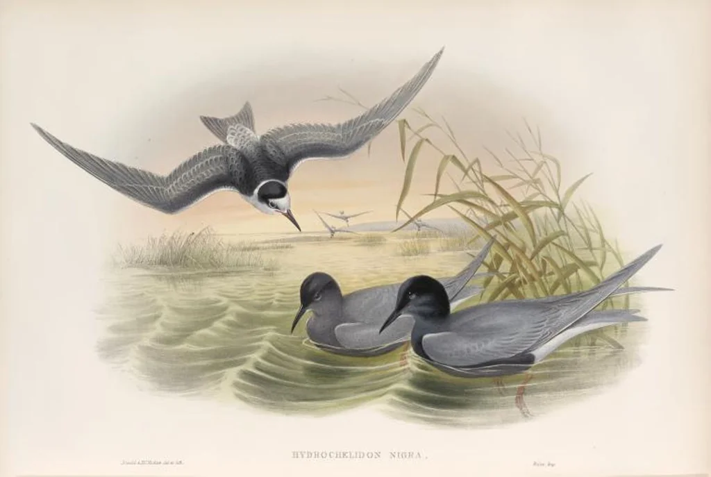 An illustration from The birds of Great Britain, 1862, leaf 371