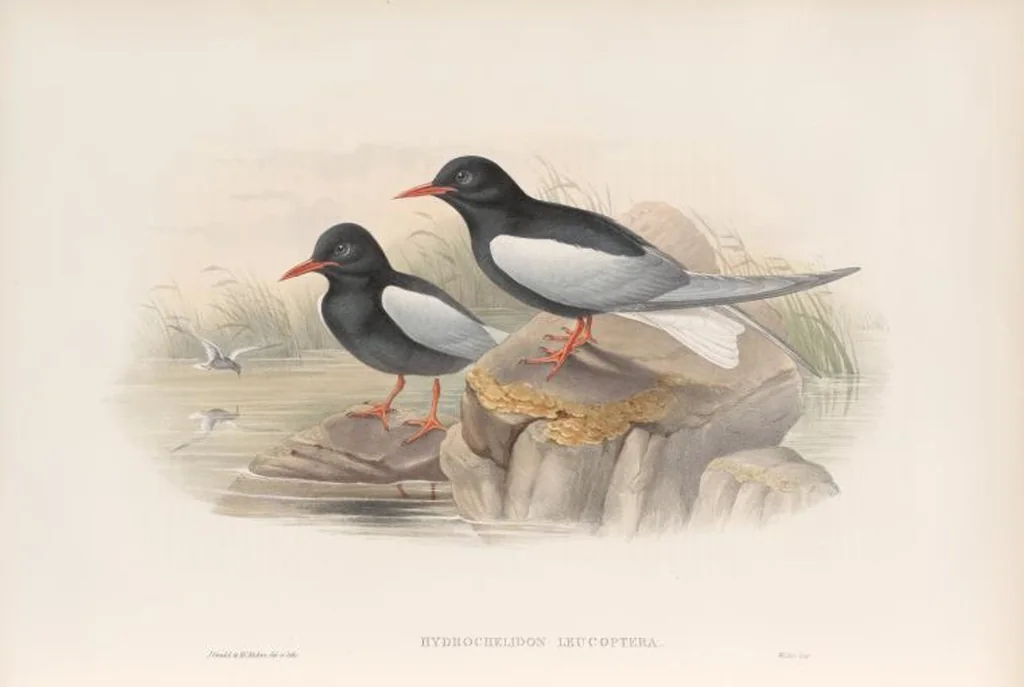 An illustration from The birds of Great Britain, 1862, leaf 372