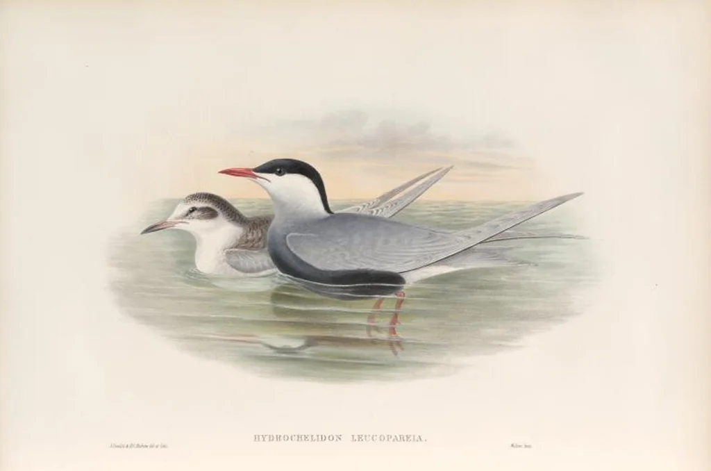 An illustration from The birds of Great Britain, 1862, leaf 373