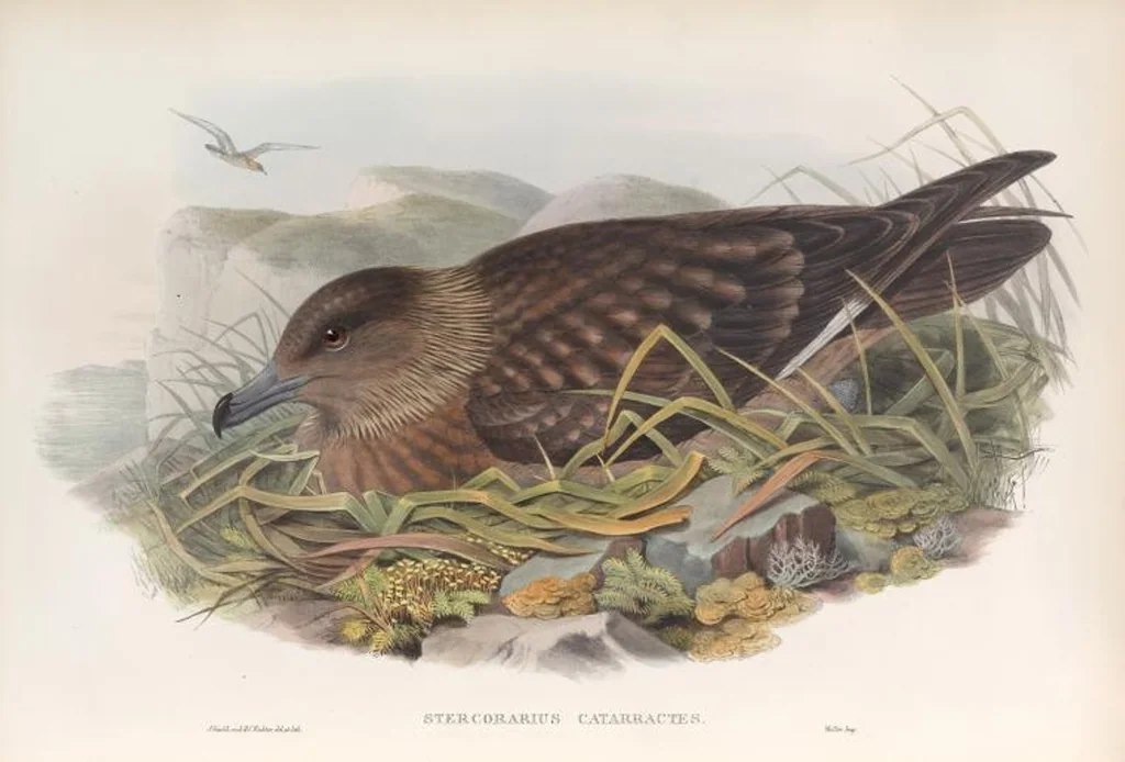 An illustration from The birds of Great Britain, 1862, leaf 374