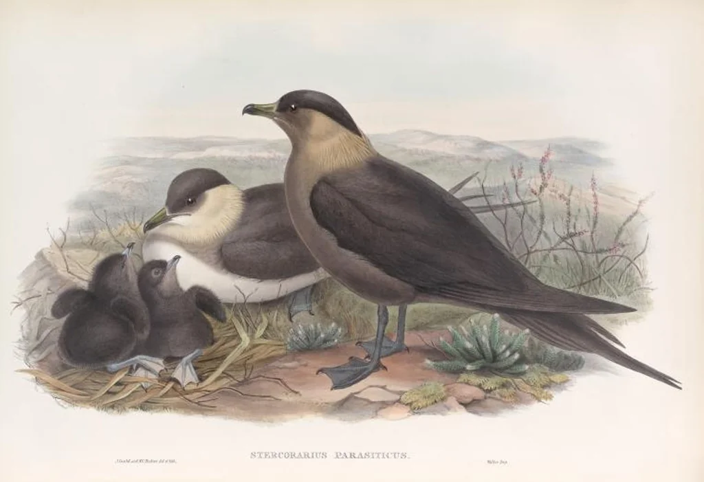 An illustration from The birds of Great Britain, 1862, leaf 376