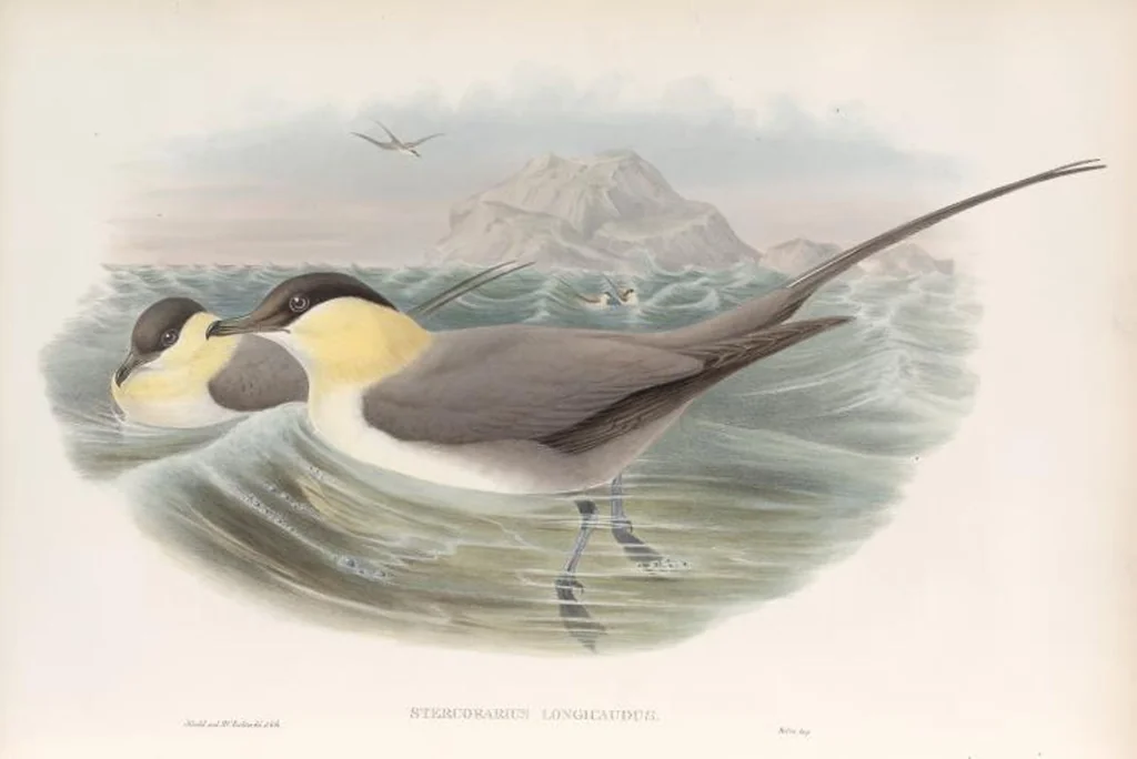 An illustration from The birds of Great Britain, 1862, leaf 377