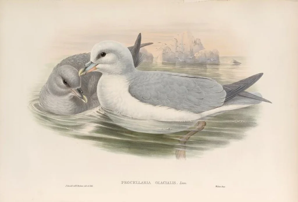 An illustration from The birds of Great Britain, 1862, leaf 378