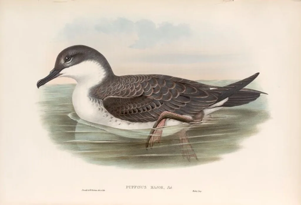 An illustration from The birds of Great Britain, 1862, leaf 379