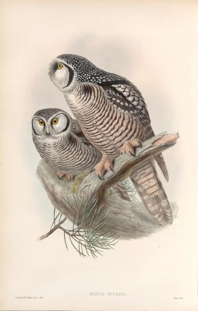 An illustration from The birds of Great Britain, 1862, leaf 38