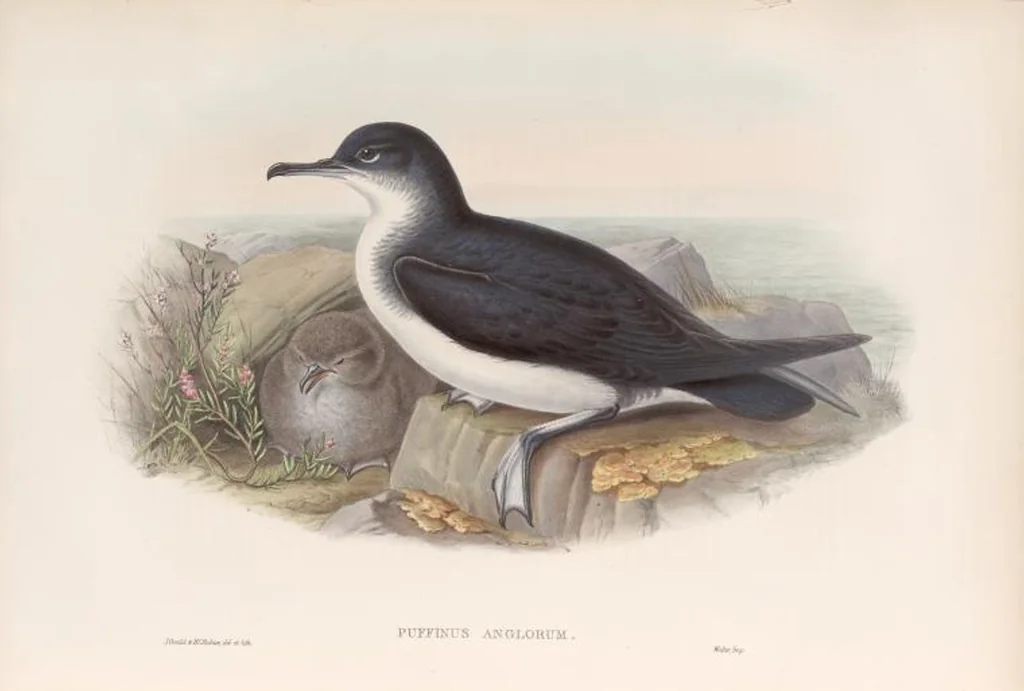An illustration from The birds of Great Britain, 1862, leaf 380