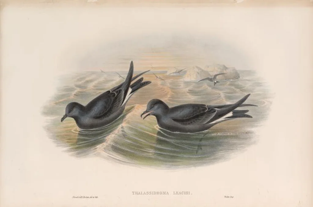 An illustration from The birds of Great Britain, 1862, leaf 381