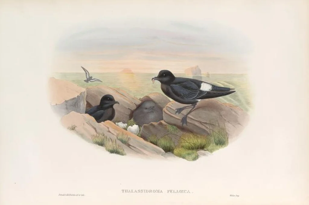 An illustration from The birds of Great Britain, 1862, leaf 382