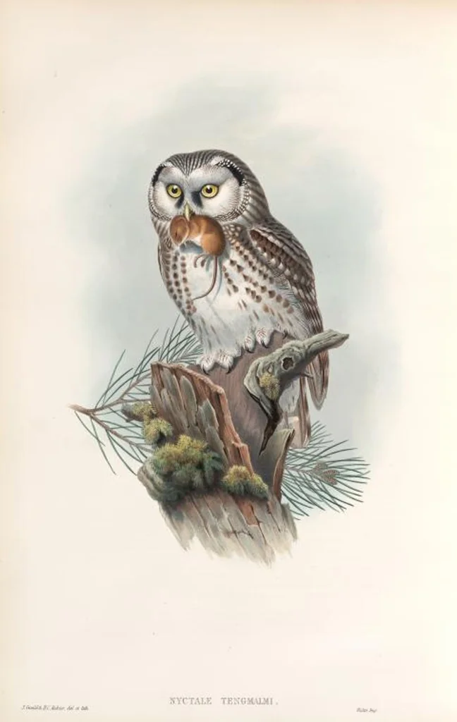 An illustration from The birds of Great Britain, 1862, leaf 39