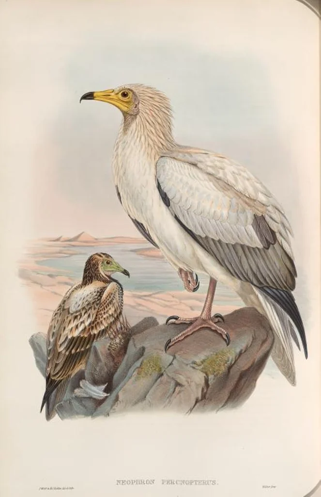An illustration from The birds of Great Britain, 1862, leaf 4