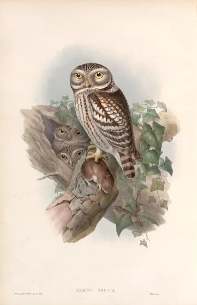 An illustration from The birds of Great Britain, 1862, leaf 40