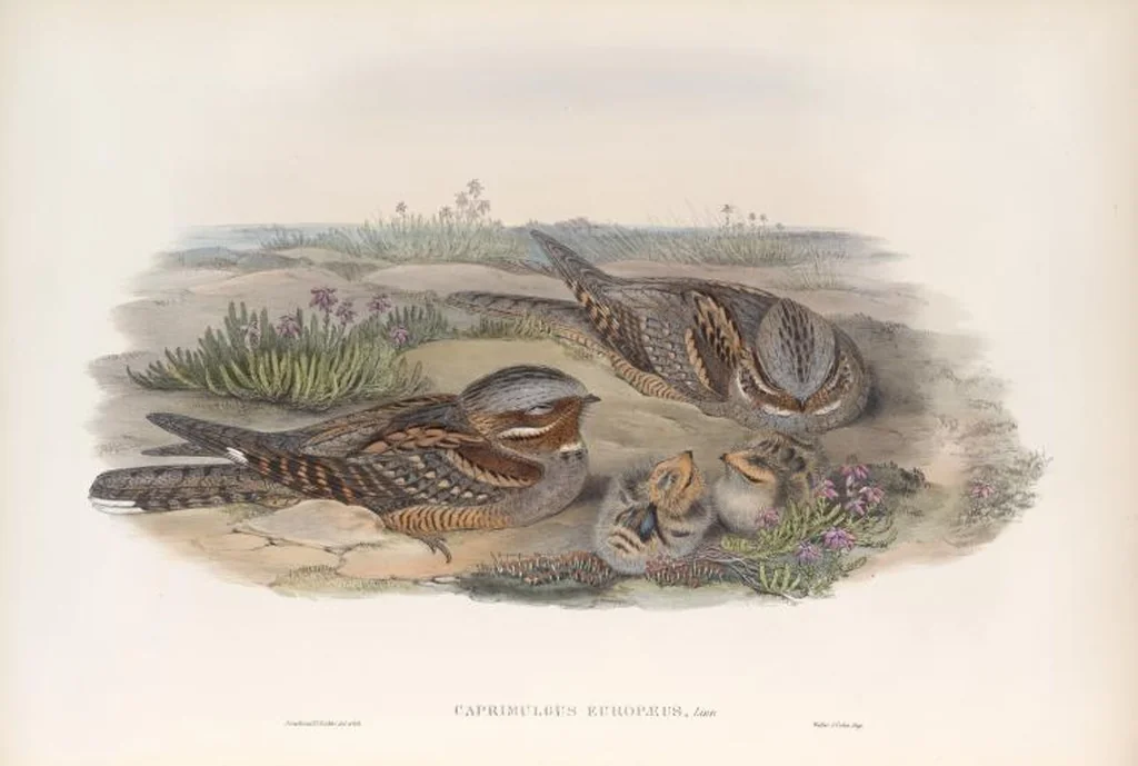 An illustration from The birds of Great Britain, 1862, leaf 44
