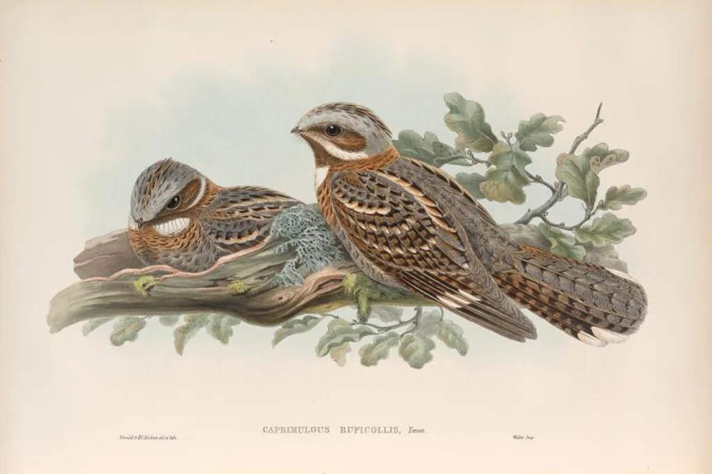 An illustration from The birds of Great Britain, 1862, leaf 45