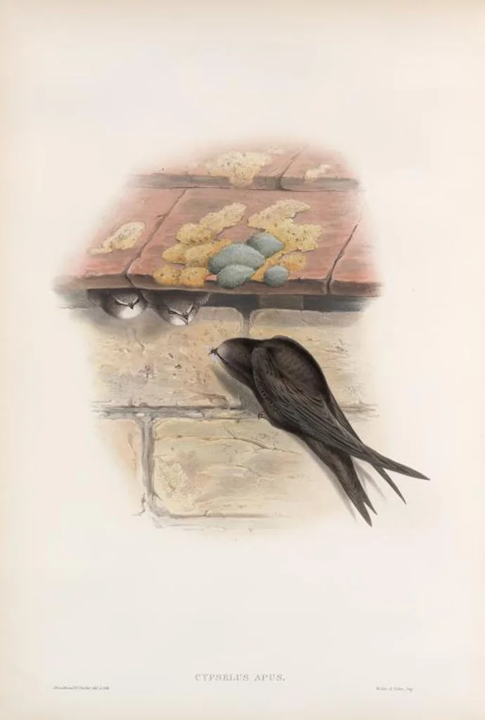 An illustration from The birds of Great Britain, 1862, leaf 46
