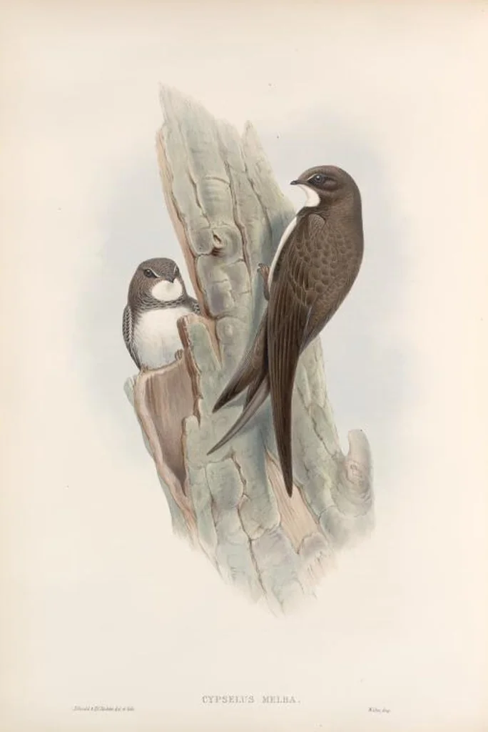 An illustration from The birds of Great Britain, 1862, leaf 47