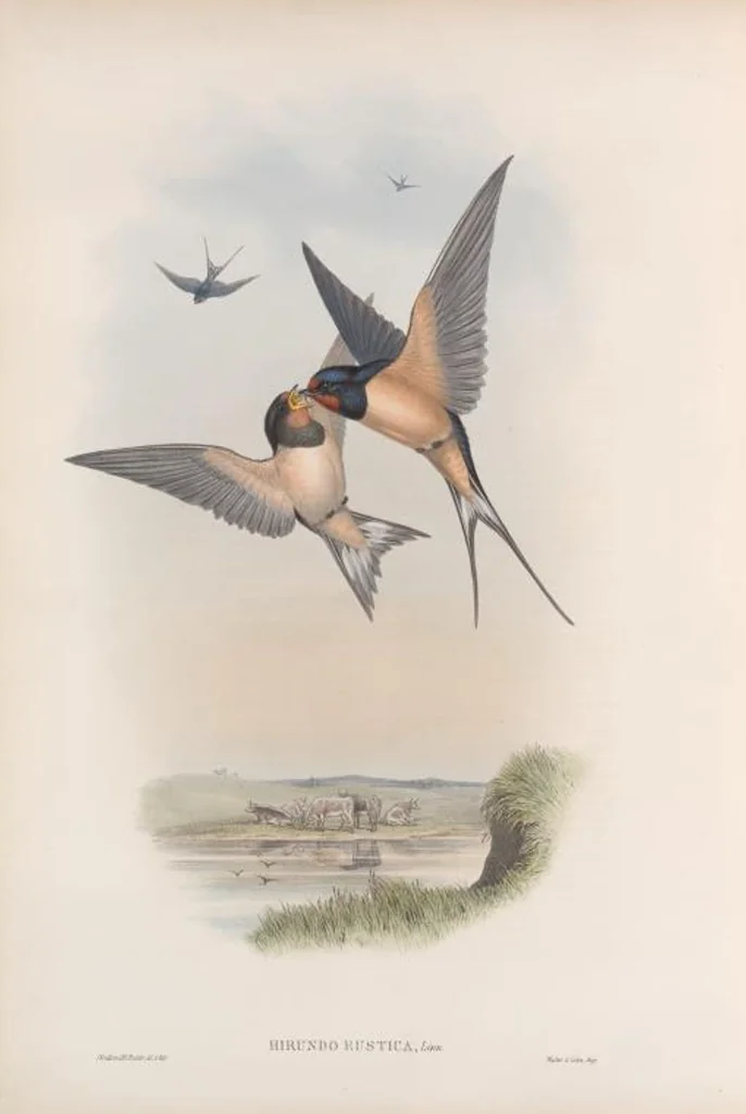 An illustration from The birds of Great Britain, 1862, leaf 48