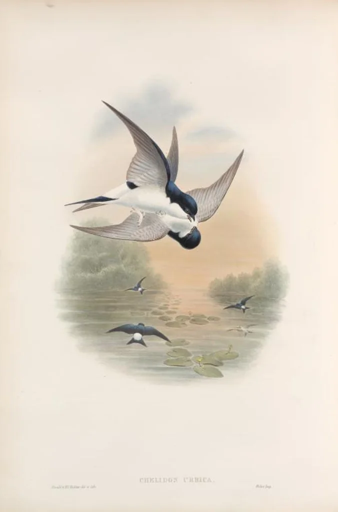 An illustration from The birds of Great Britain, 1862, leaf 49