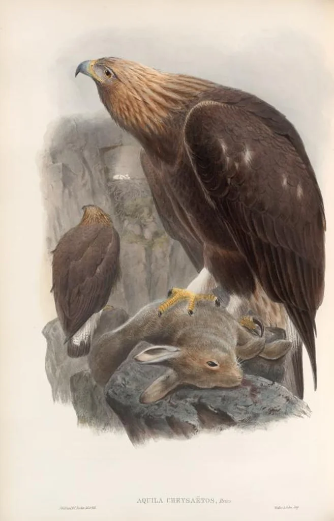 An illustration from The birds of Great Britain, 1862, leaf 5