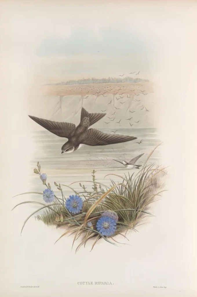 An illustration from The birds of Great Britain, 1862, leaf 50