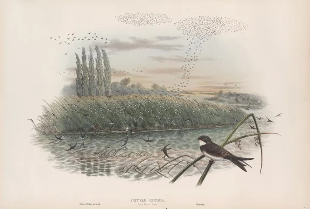 An illustration from The birds of Great Britain, 1862, leaf 51