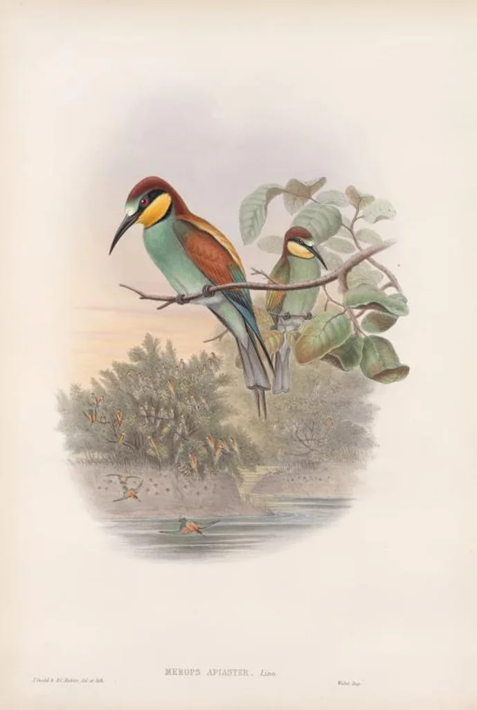 An illustration from The birds of Great Britain, 1862, leaf 52