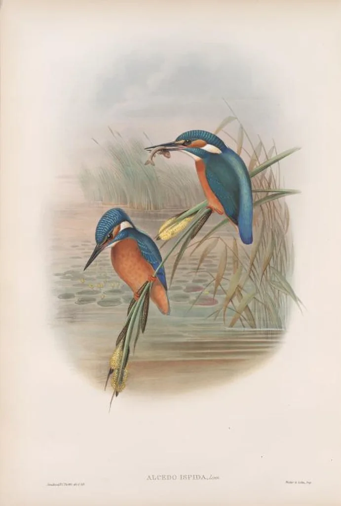 An illustration from The birds of Great Britain, 1862, leaf 53