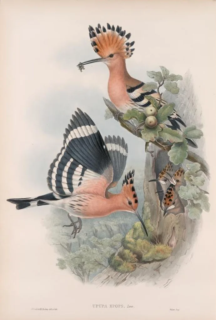 An illustration from The birds of Great Britain, 1862, leaf 55