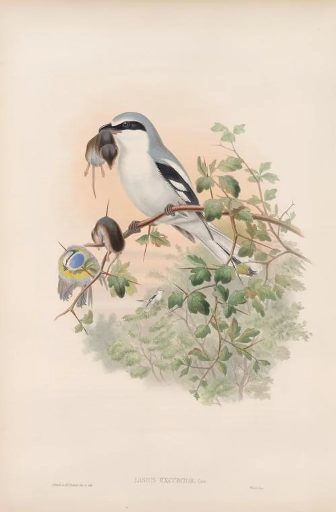 An illustration from The birds of Great Britain, 1862, leaf 56