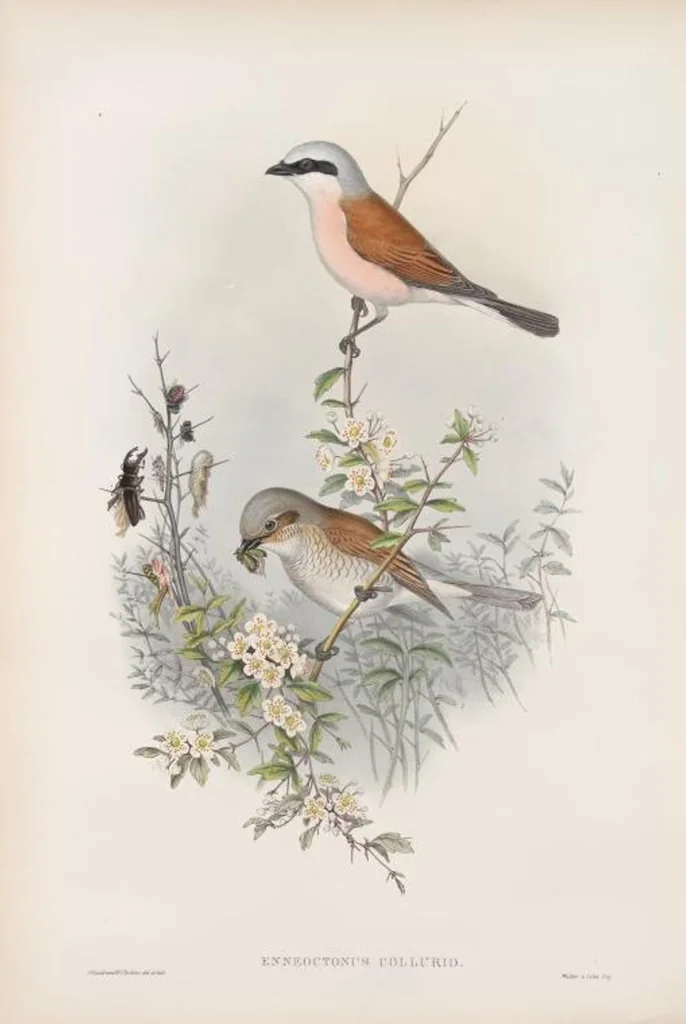An illustration from The birds of Great Britain, 1862, leaf 58