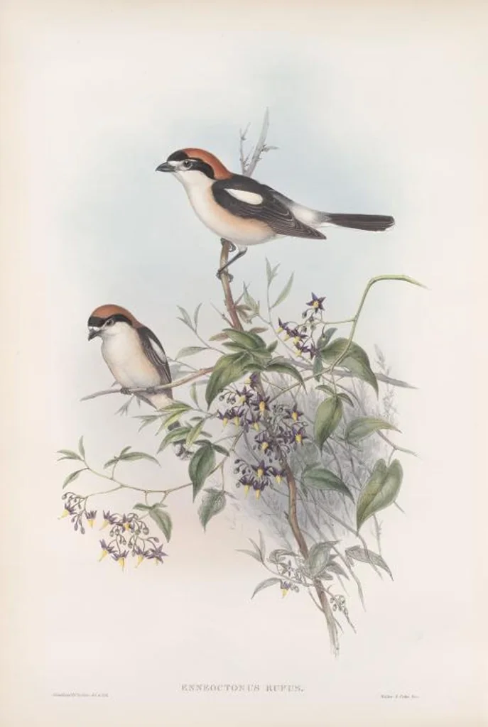 An illustration from The birds of Great Britain, 1862, leaf 59