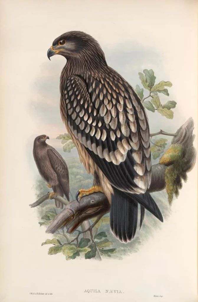 An illustration from The birds of Great Britain, 1862, leaf 6
