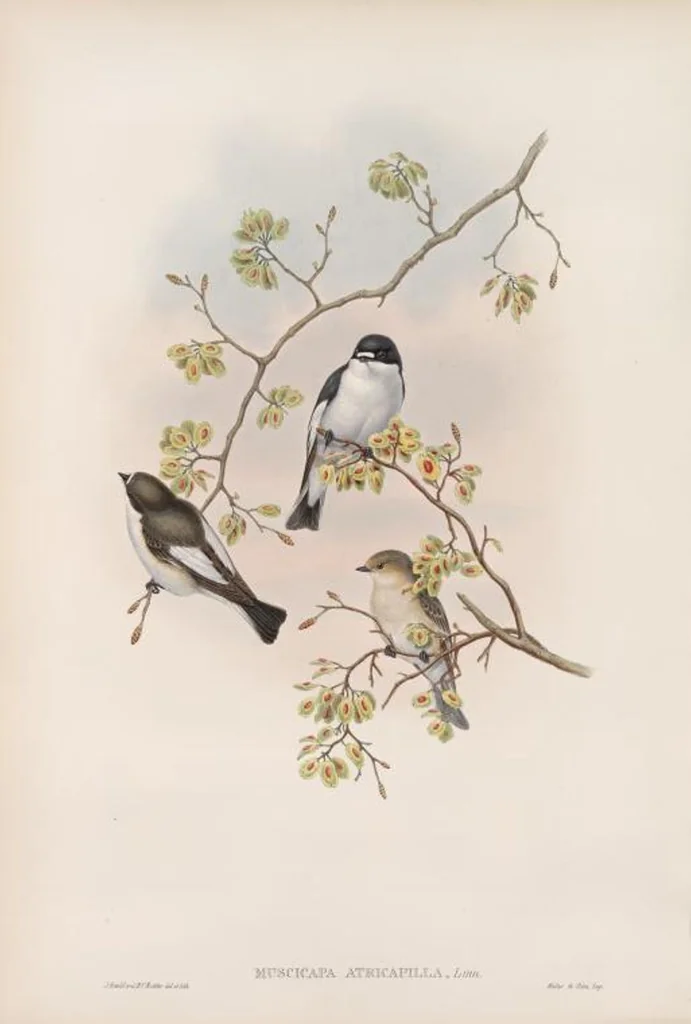 An illustration from The birds of Great Britain, 1862, leaf 60