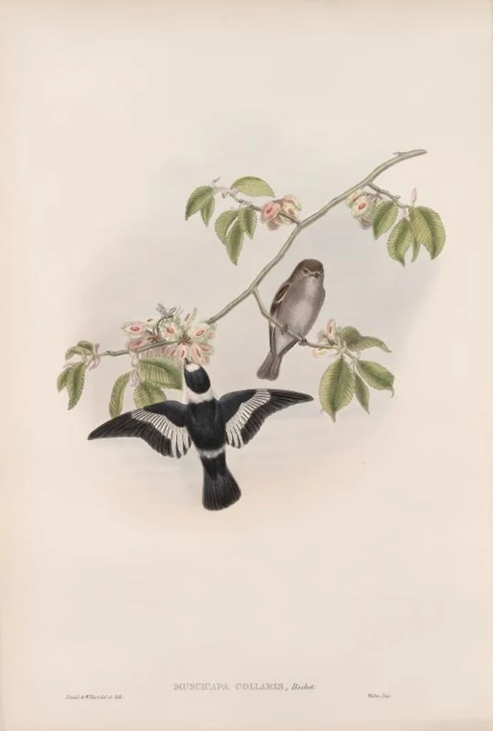 An illustration from The birds of Great Britain, 1862, leaf 61
