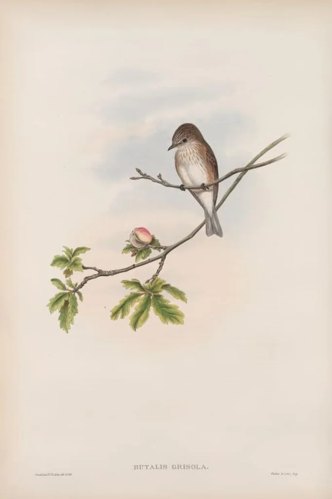 An illustration from The birds of Great Britain, 1862, leaf 62