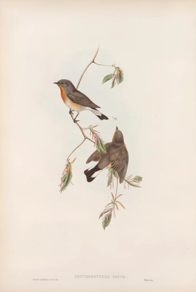 An illustration from The birds of Great Britain, 1862, leaf 63