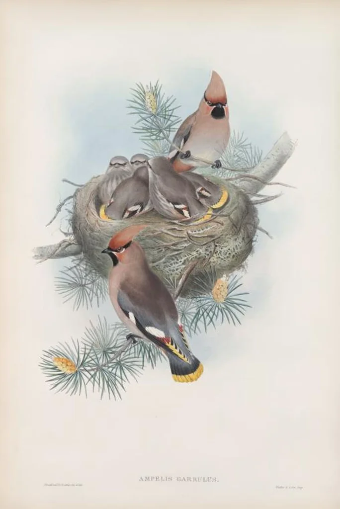 An illustration from The birds of Great Britain, 1862, leaf 64