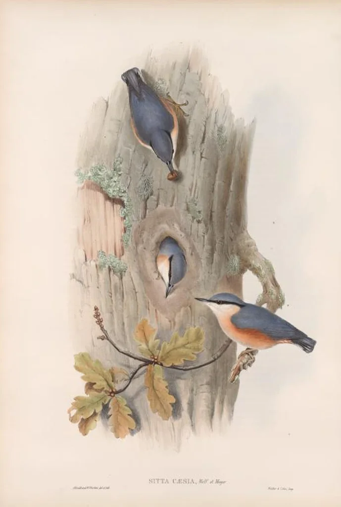 An illustration from The birds of Great Britain, 1862, leaf 65
