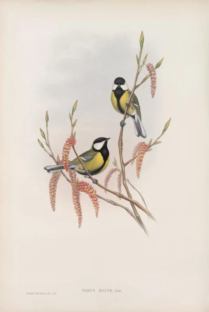 An illustration from The birds of Great Britain, 1862, leaf 66