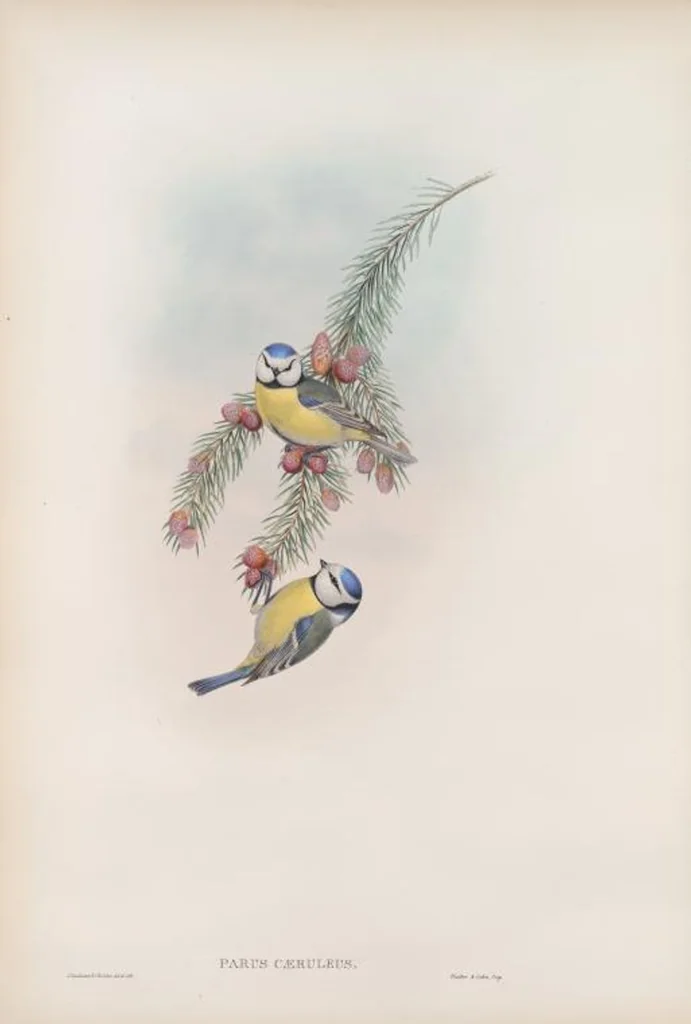 An illustration from The birds of Great Britain, 1862, leaf 67