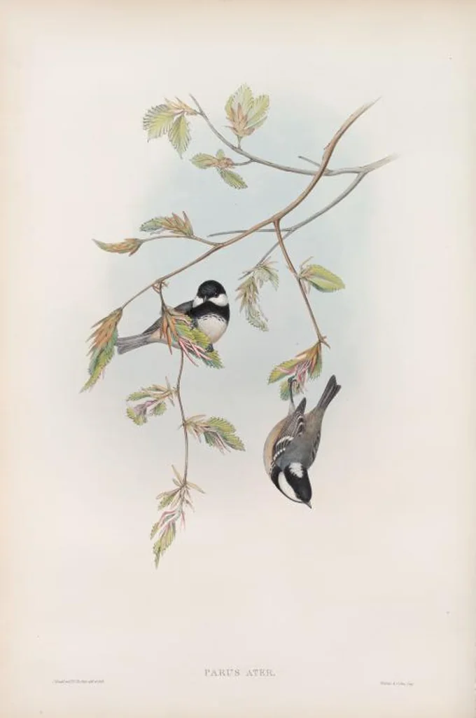 An illustration from The birds of Great Britain, 1862, leaf 68