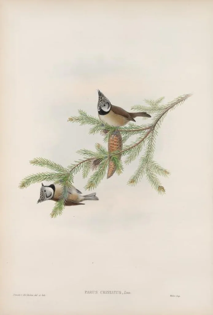 An illustration from The birds of Great Britain, 1862, leaf 69