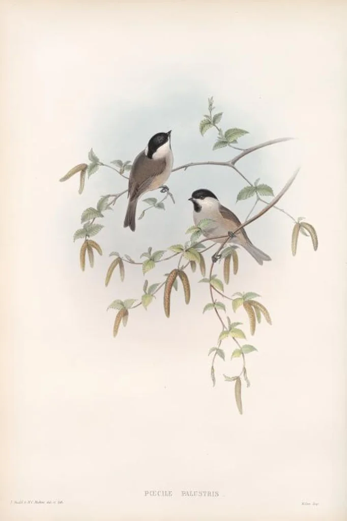 An illustration from The birds of Great Britain, 1862, leaf 70